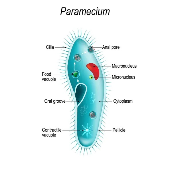 Ciliates